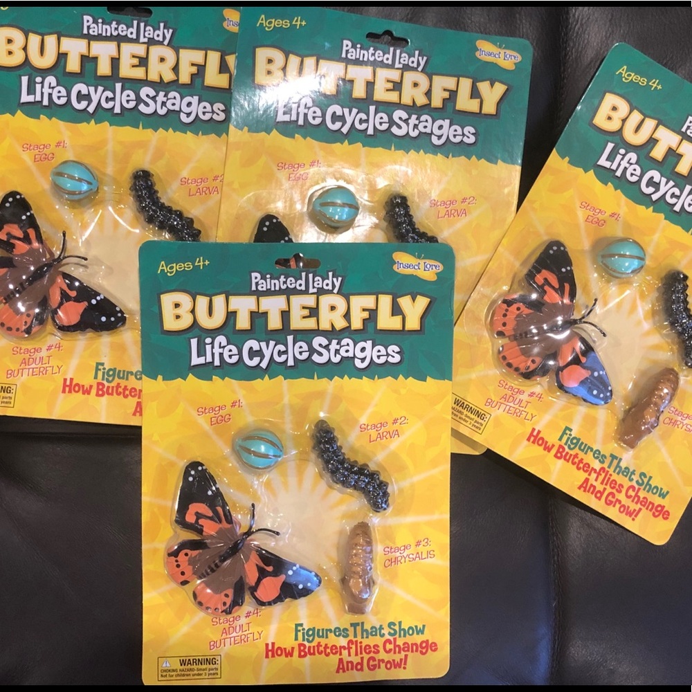 4 pack | Painted Lady Butterfly Life Cycle Stages